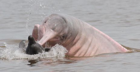 comportamento de botos na Amazônia