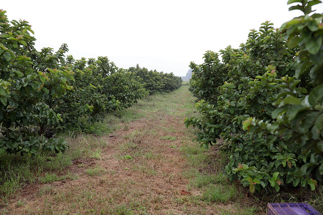 18/01/2025 - GDF concedeu R$ 10 milhões em créditos rurais a produtores e agricultores familiares